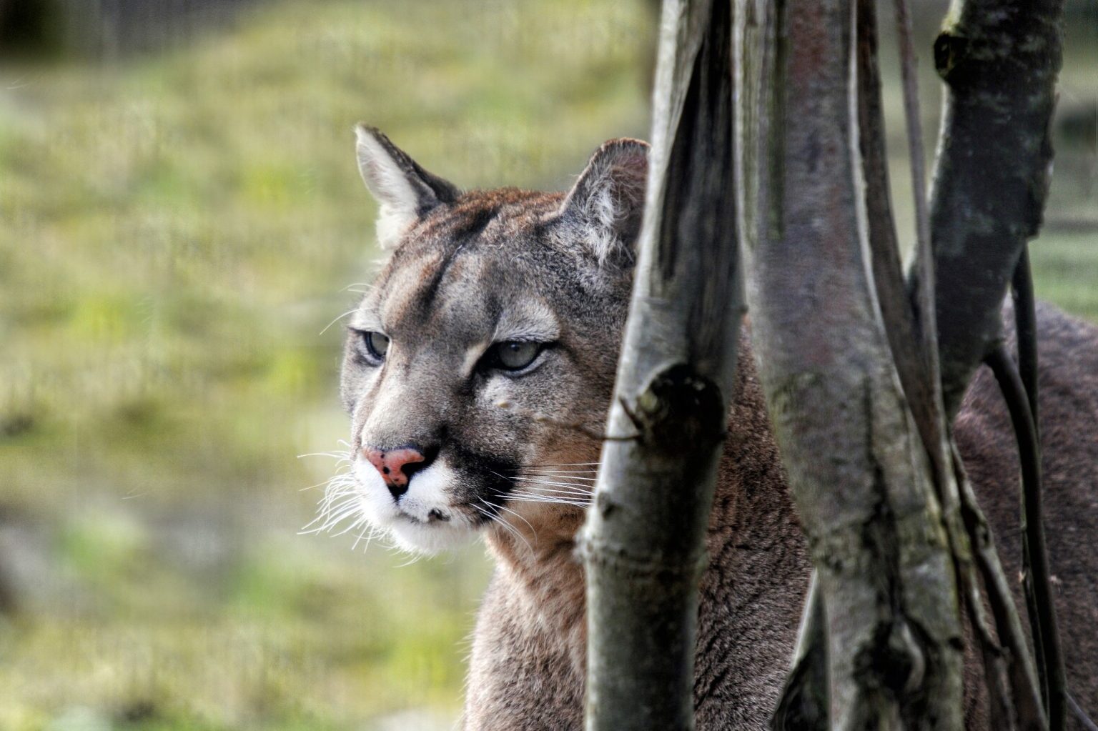 31 Animals that Climb Trees (A to Z List & Pictures) Fauna Facts