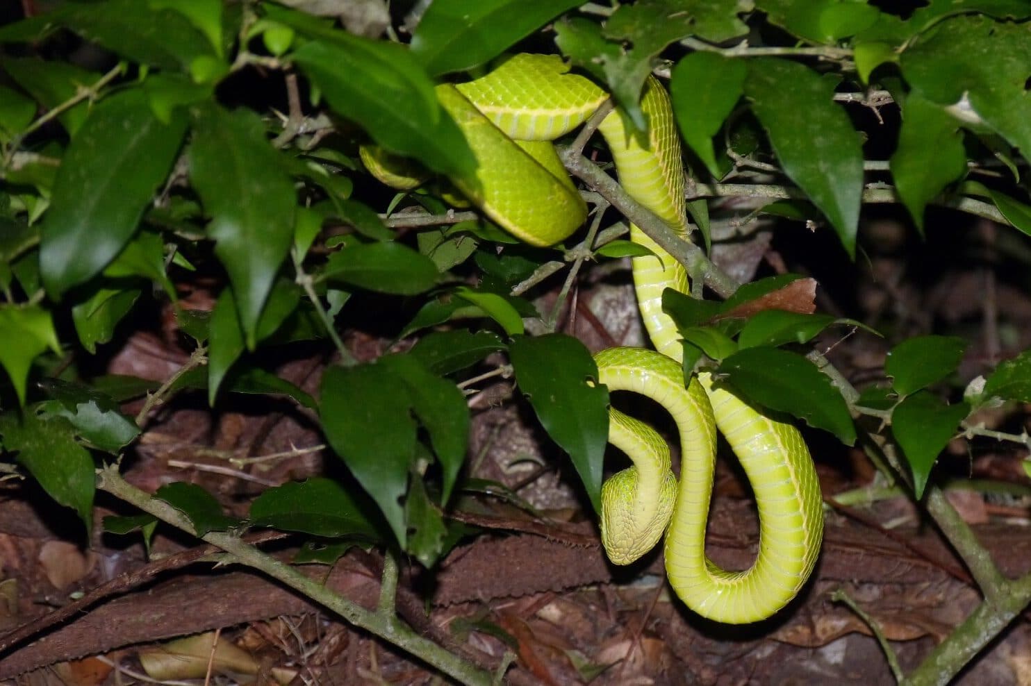 Do Snakes Eat Grass? (Why Snakes Can’t Eat Grass) Fauna Facts