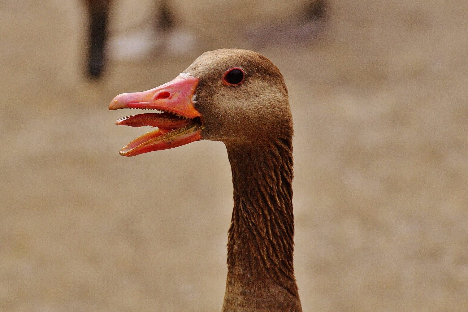 Do Geese Bite? (Is Their Bite Dangerous?) Fauna Facts