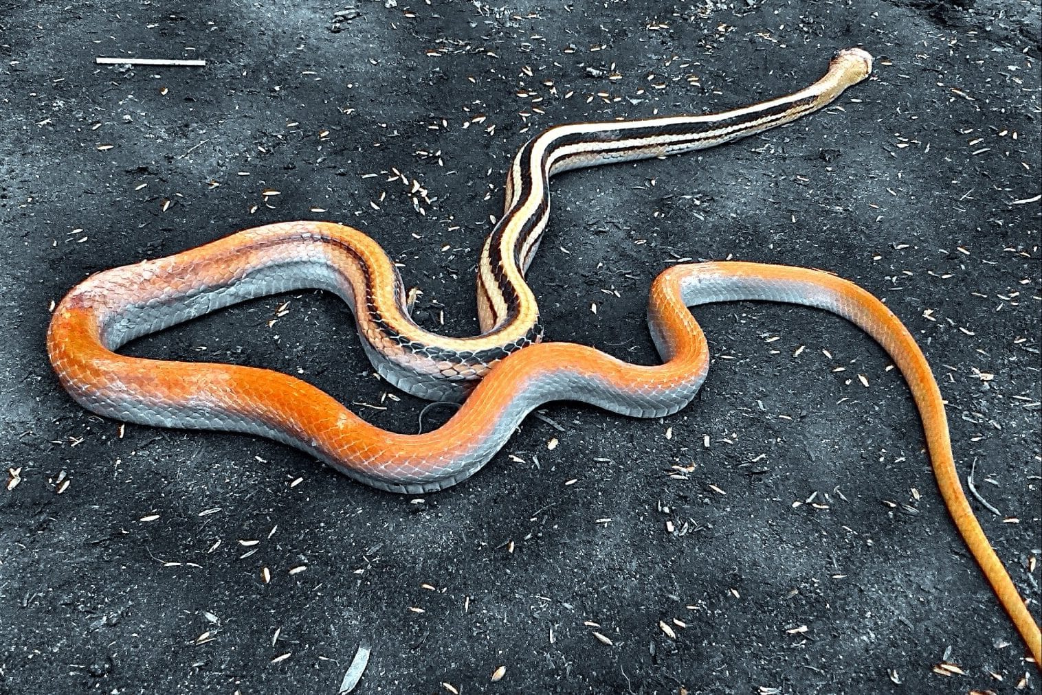 Can Snakes Swim Underwater? (Will they bite you?) Fauna Facts