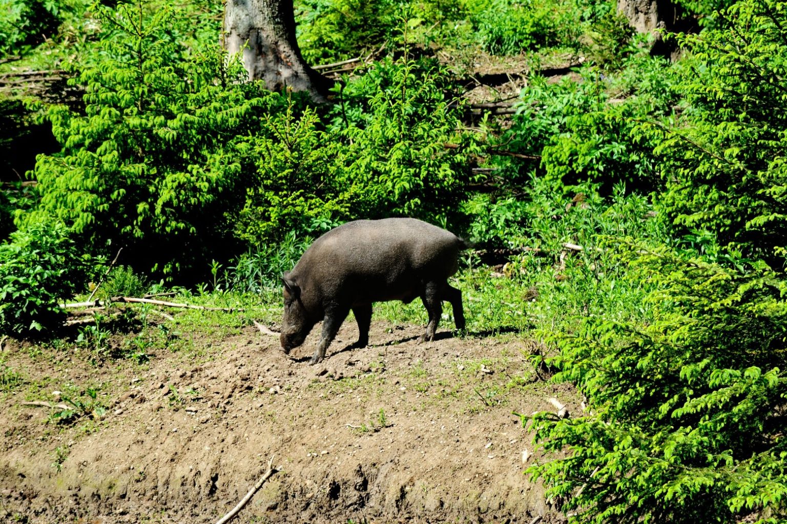 Do Pigs Eat Snakes? Fauna Facts