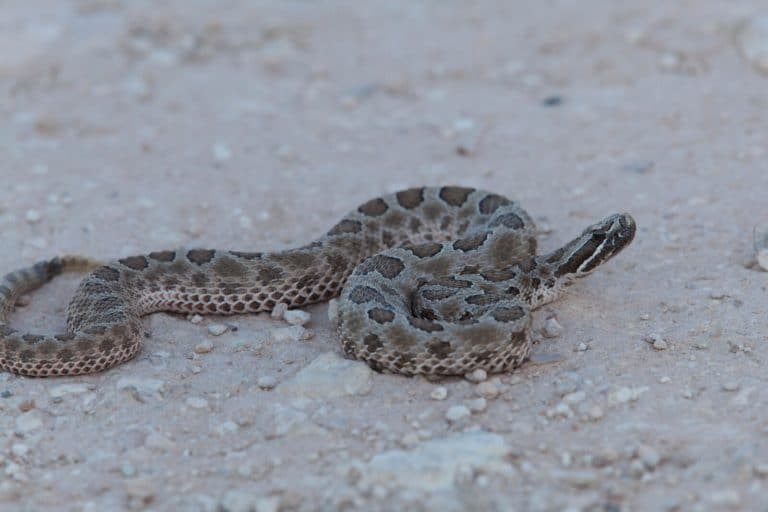 Do Rattlesnakes Hibernate? (Rattlesnake Brumation Guide) Fauna Facts