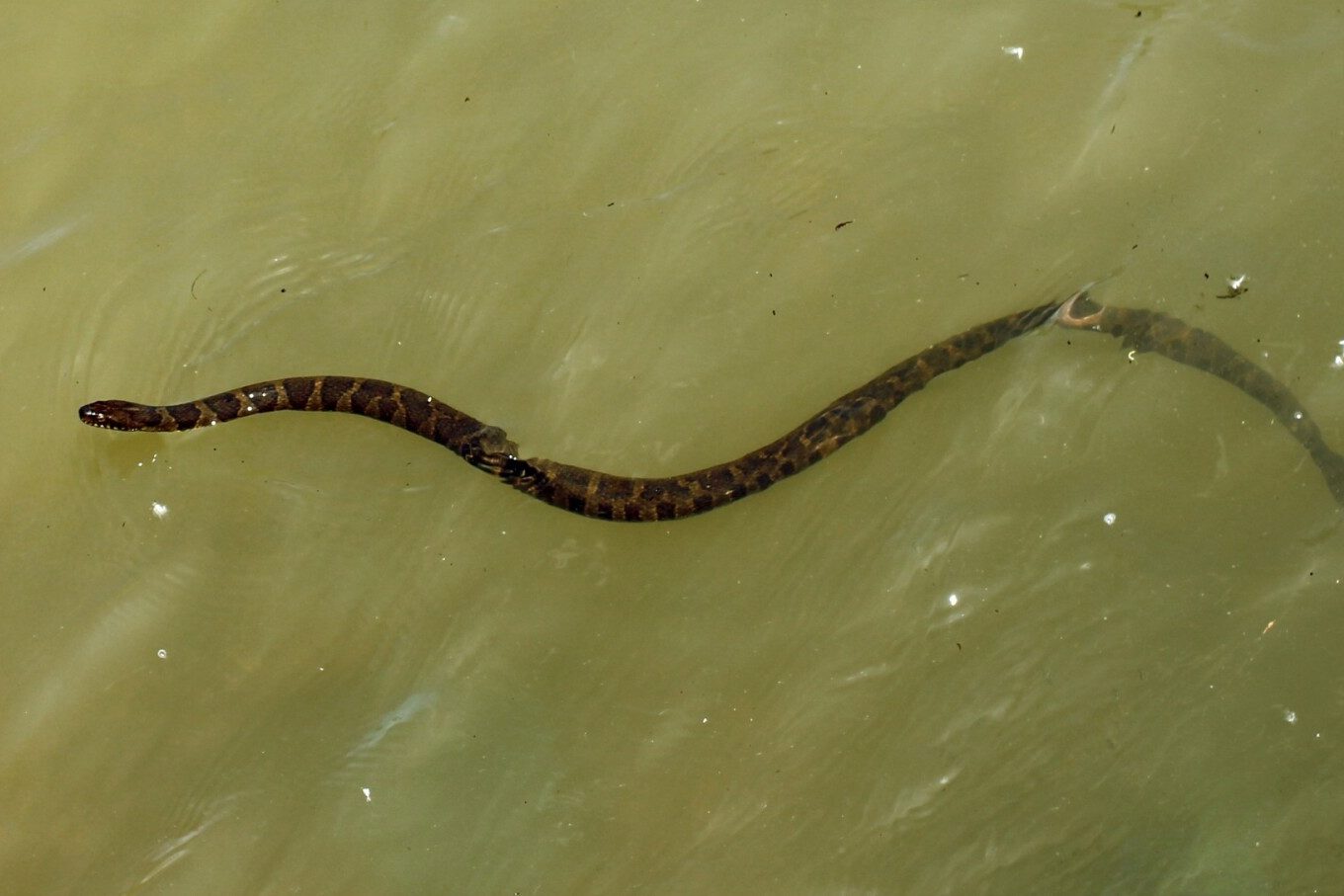 How Far Do Snakes Travel? Fauna Facts