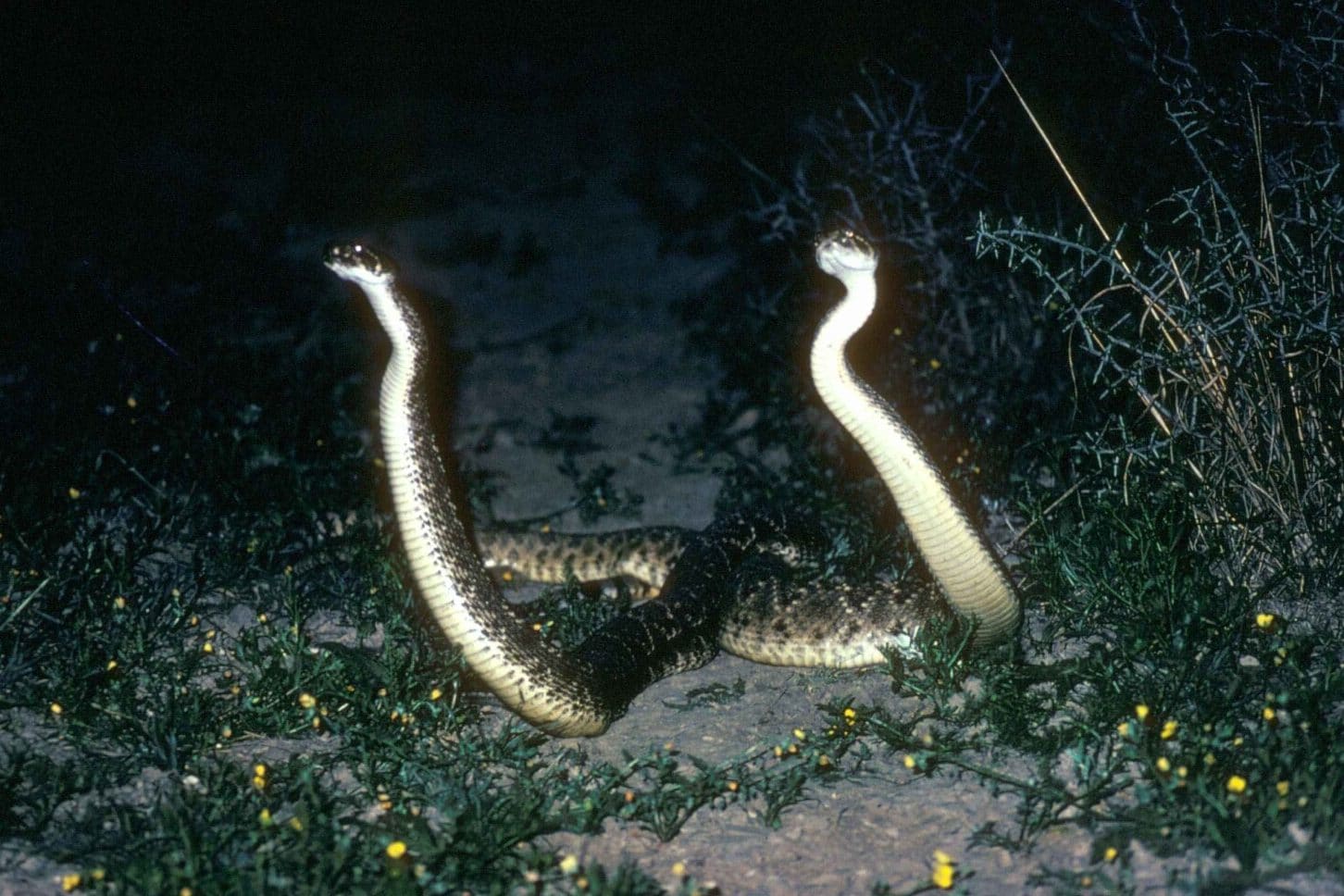 Do Rattlesnakes Hibernate? (Rattlesnake Brumation Guide) Fauna Facts