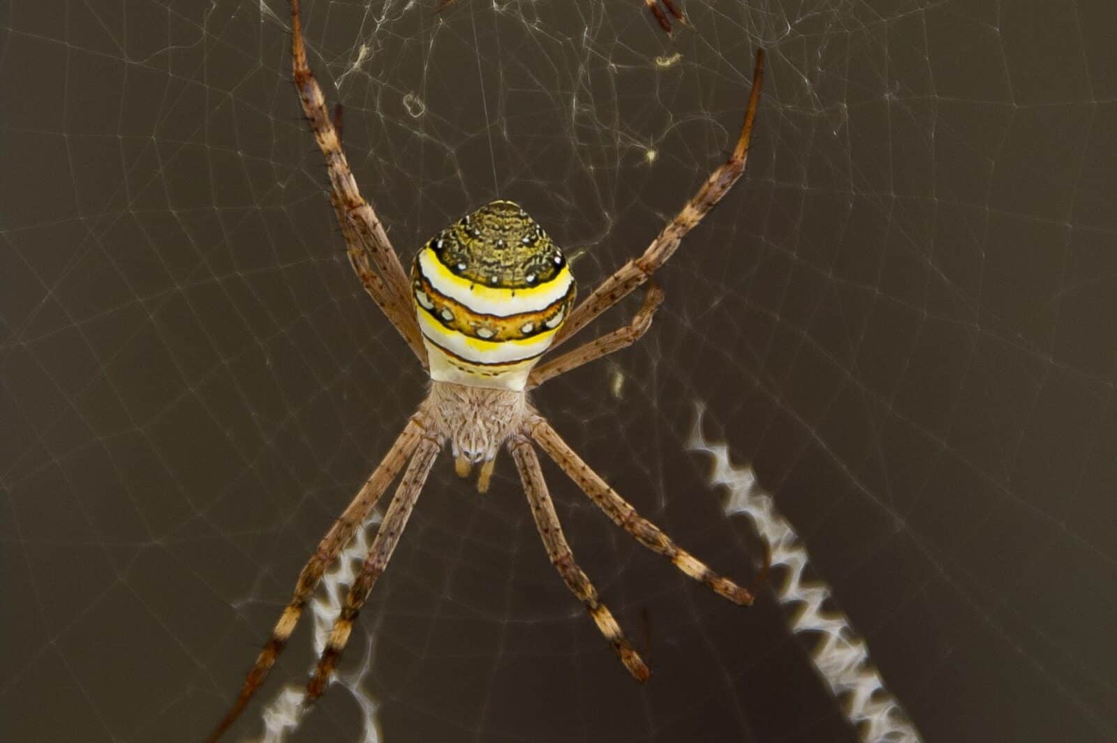 Are There Spiders that Glow in the Dark? Fauna Facts