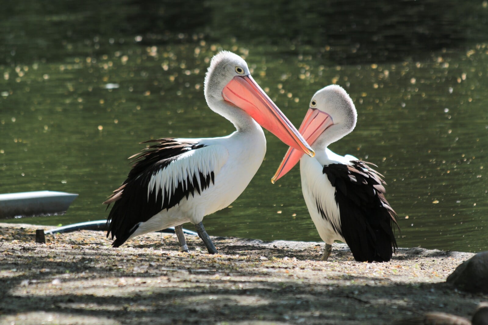 35 Birds with Webbed Feet (A to Z List with Pictures) – Fauna Facts