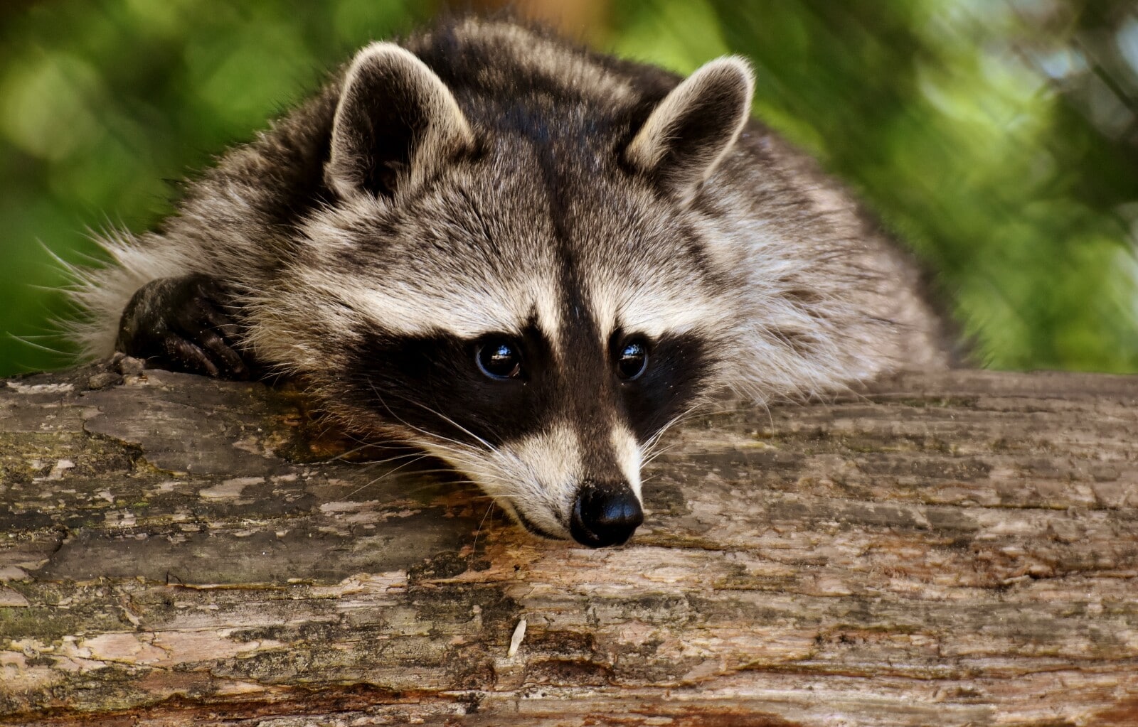 14 Animals that Look Like Raccoons (with Pictures) – Fauna Facts
