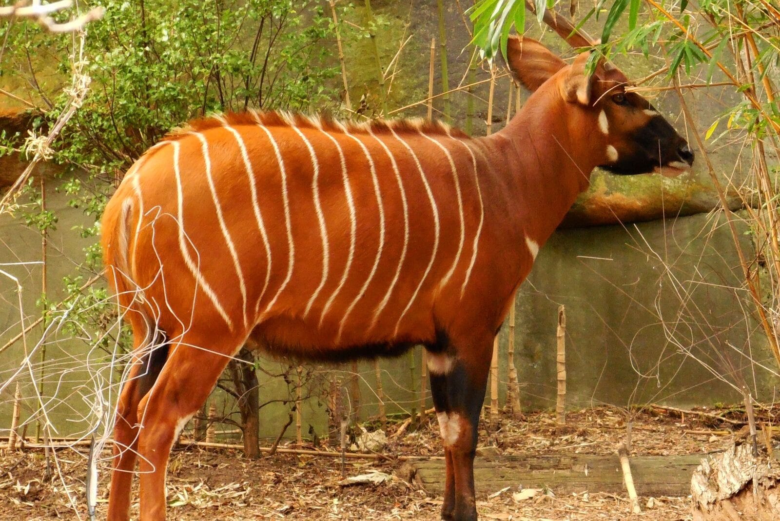 35 Examples of Animals with Horns (A to Z List & Pictures) Fauna Facts