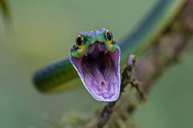 Can Snakes Choke When Eating? Fauna Facts