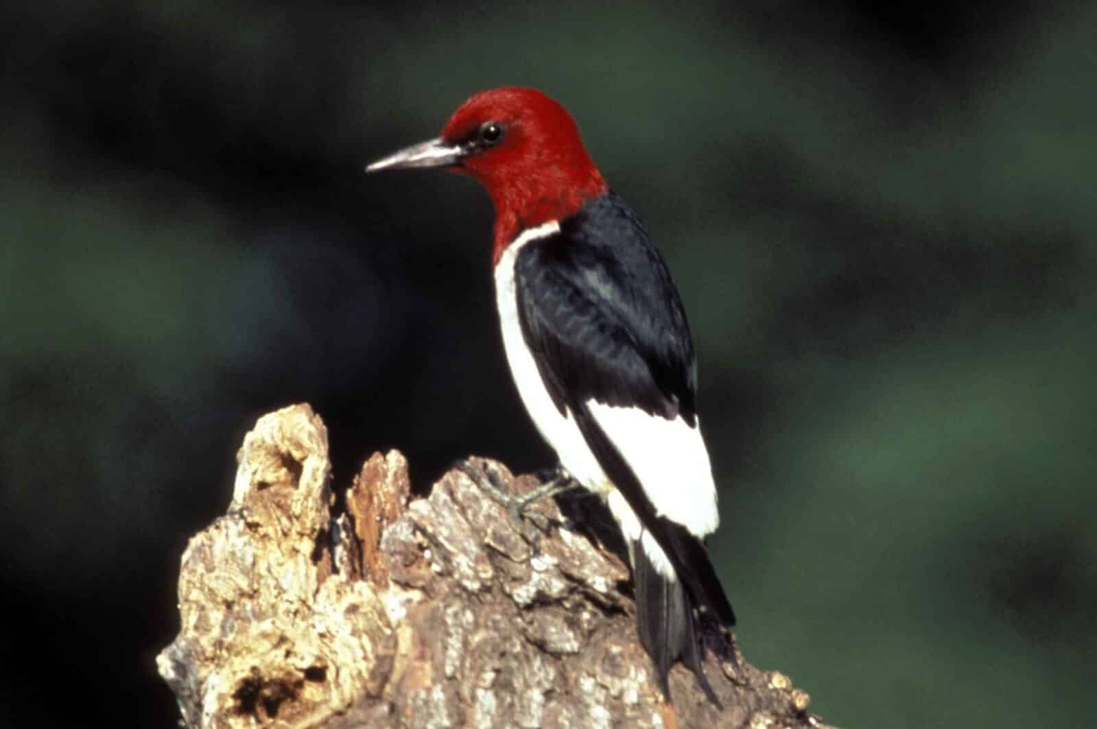 What Eats Woodpeckers? (25 Animals with Pictures) – Fauna Facts