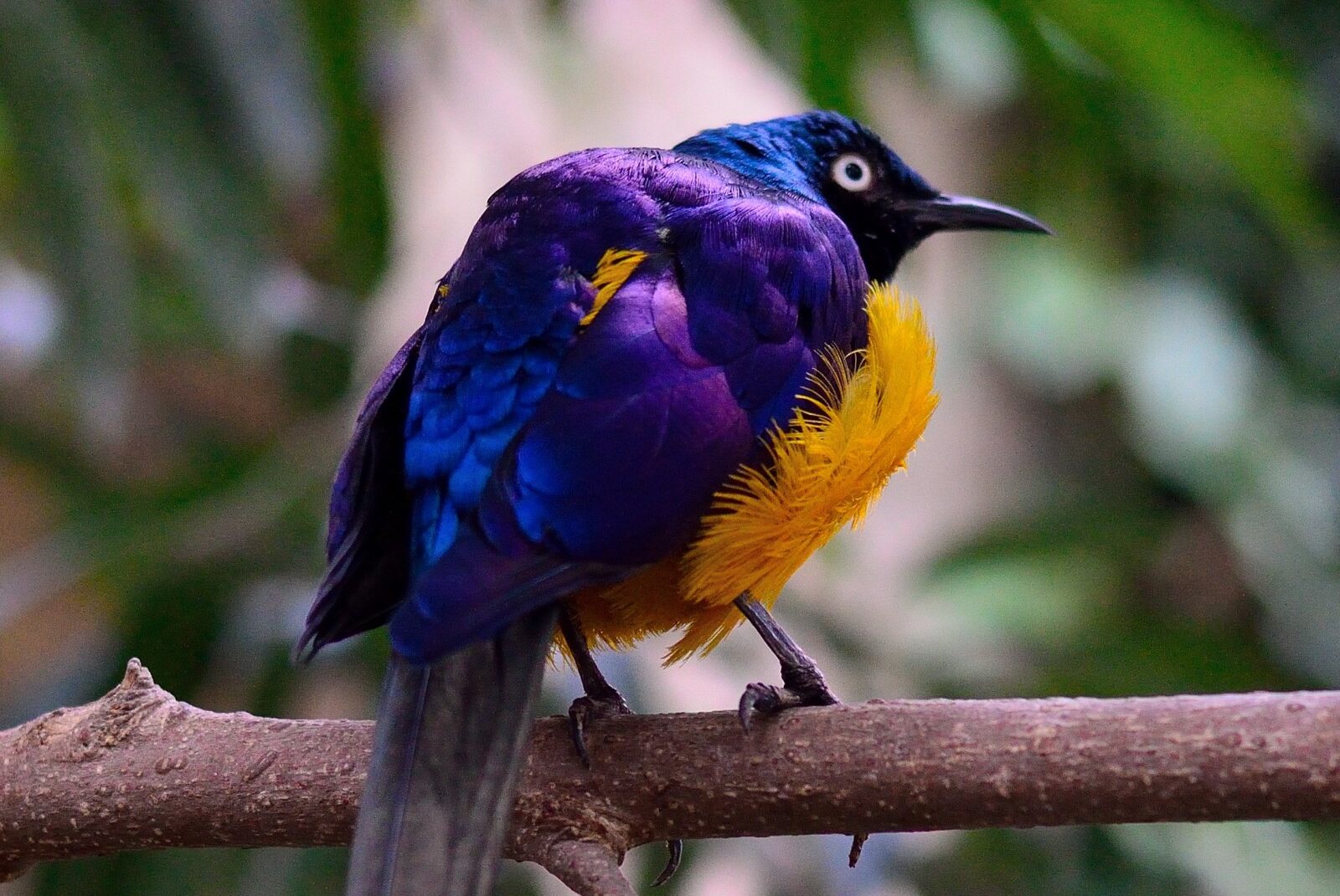 15 Examples of Purple Animals (A to Z List & Pictures) Fauna Facts