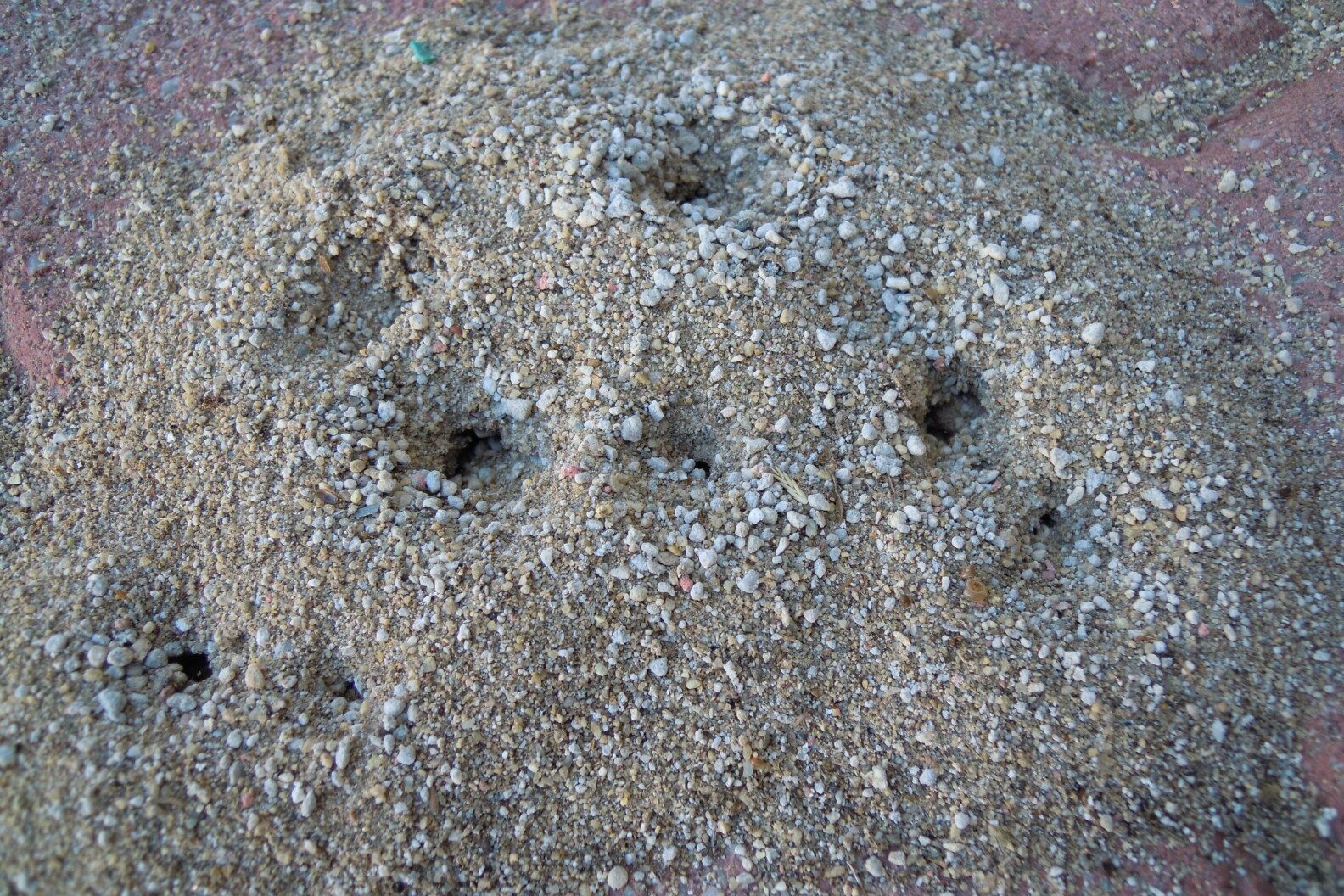 Does Bleach Kill Ants? (Yes, But Don’t Do It) Fauna Facts