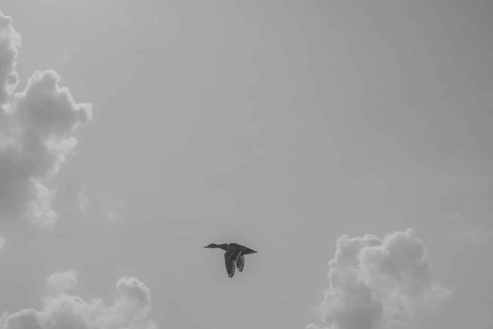 Where Do Geese Go In The Winter? (And Why?) Fauna Facts