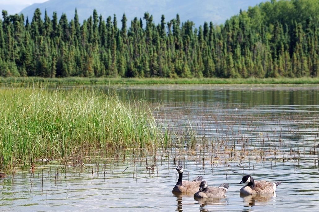 Where Do Geese Live? (Habitat and Distribution) Fauna Facts