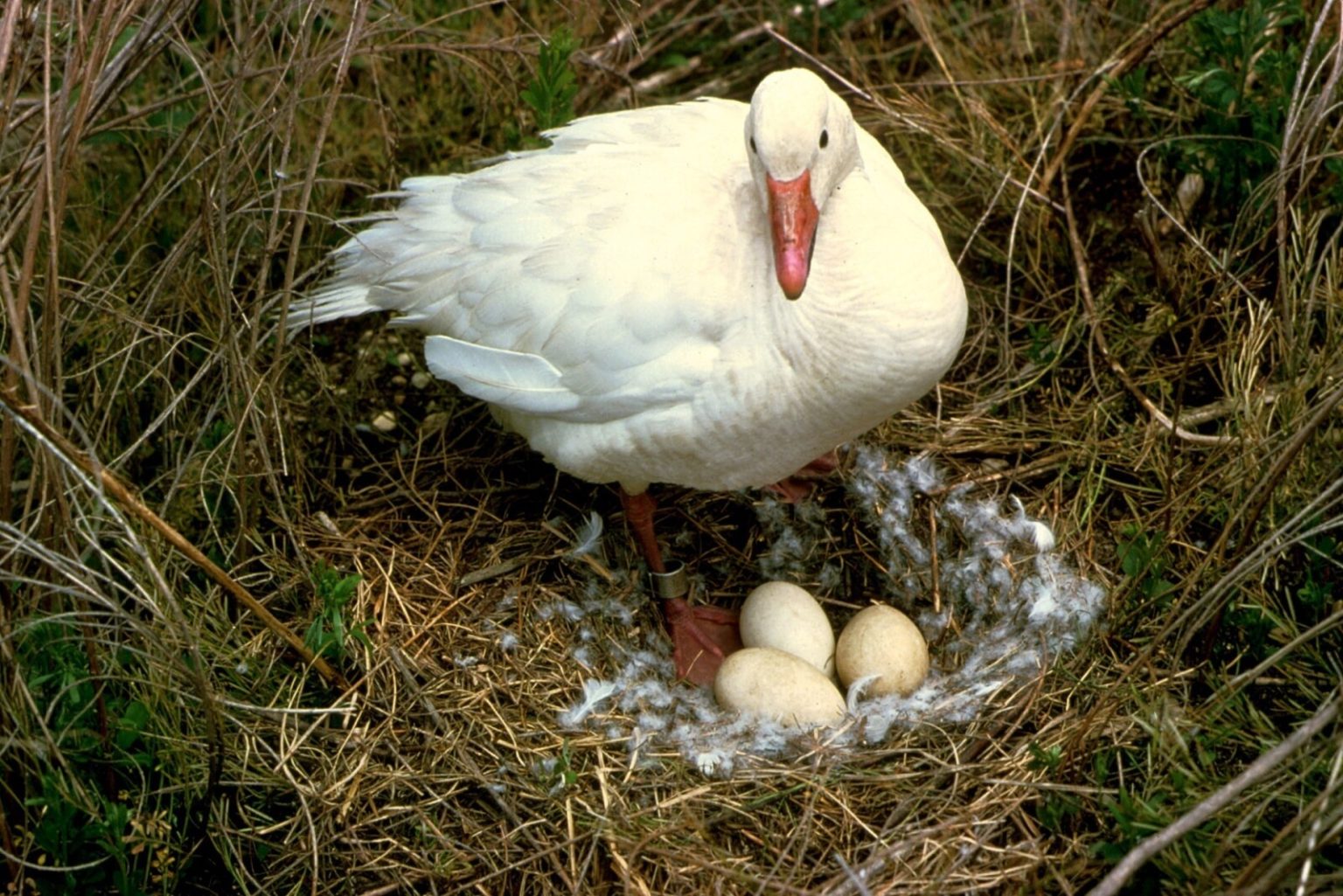 when-where-and-how-often-do-geese-lay-eggs-fauna-facts