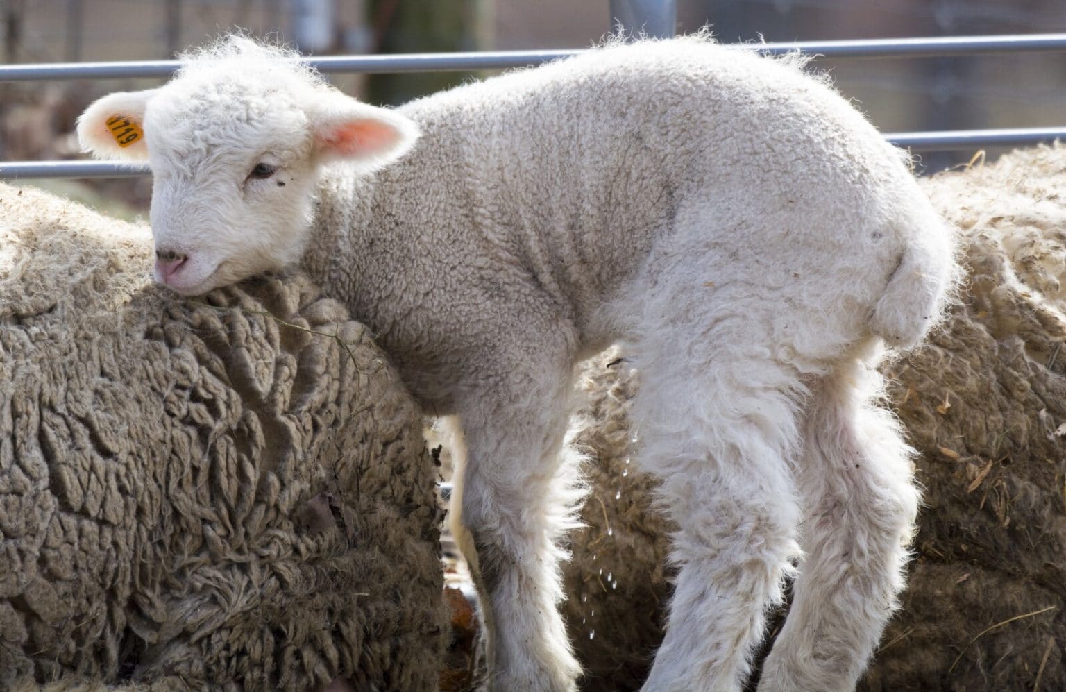 Average Cost of Sheep (Ewes, Rams and Lambs) This Year Fauna Facts