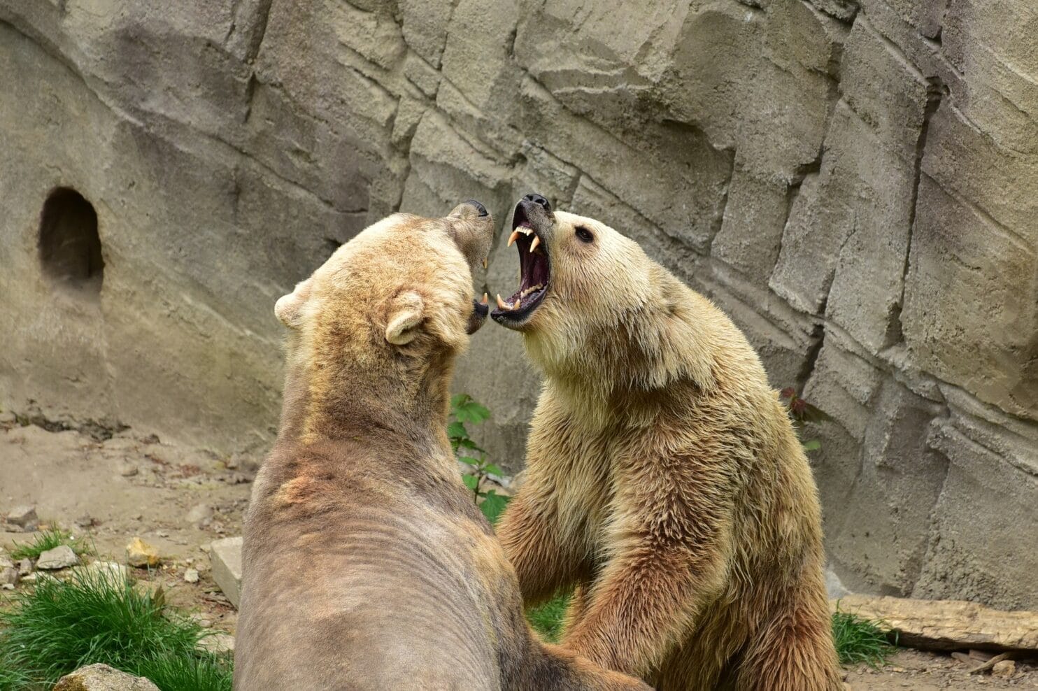 What Sounds do Bears Make? Fauna Facts