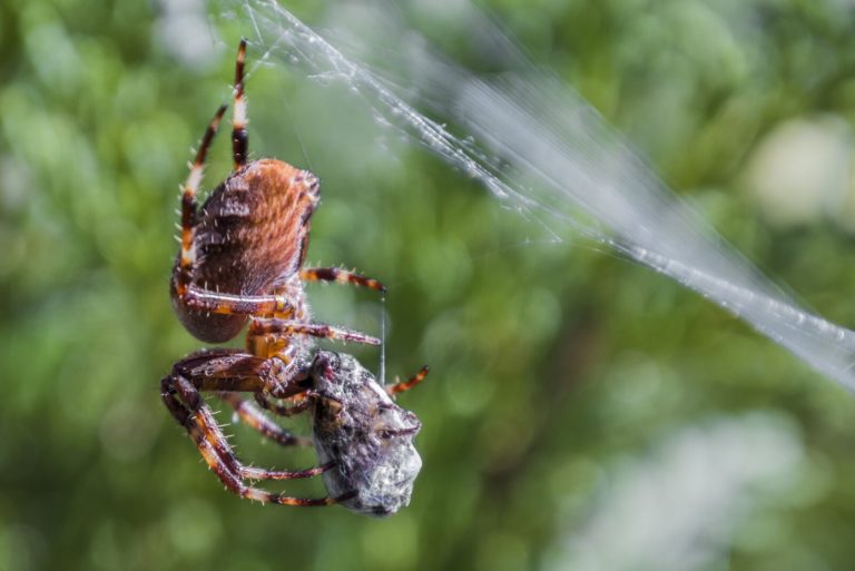 Do Spiders Hibernate? (Here are Some that Do!) Fauna Facts