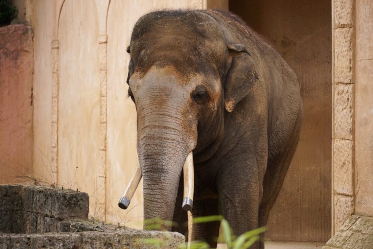 10 Elephant Adaptations (Evolutionary Secrets!) Fauna Facts