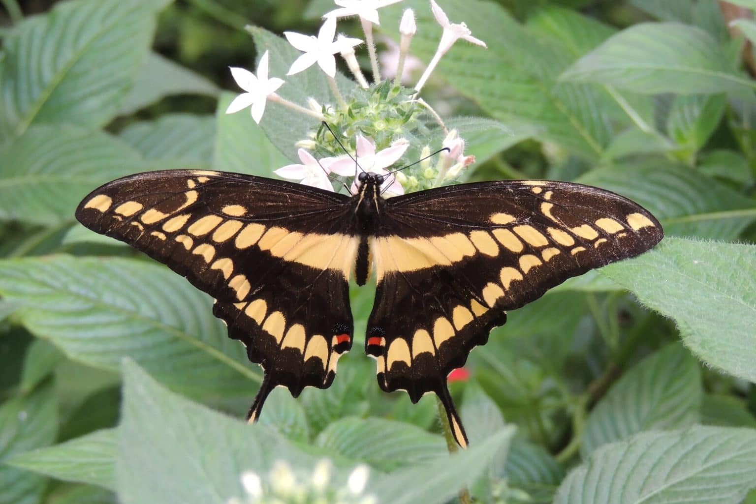 11 Butterfly Adaptations (Evolutionary Secrets!) Fauna Facts