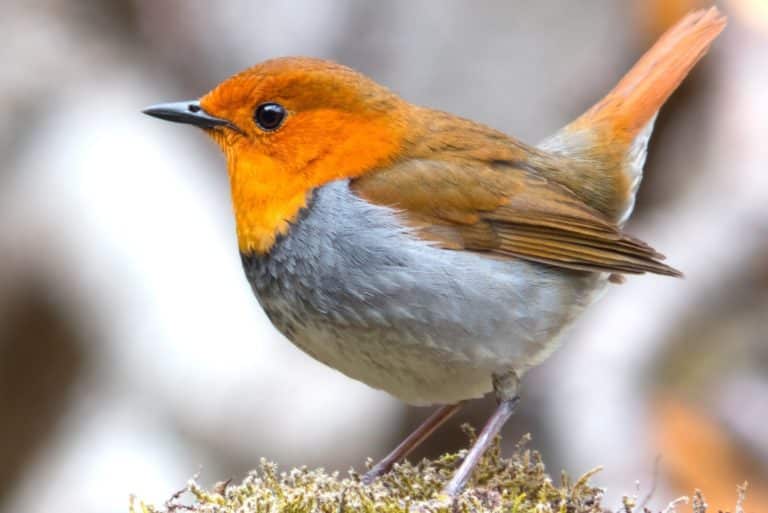 21 Birds that Make Noise at Night (List with Pictures) Fauna Facts