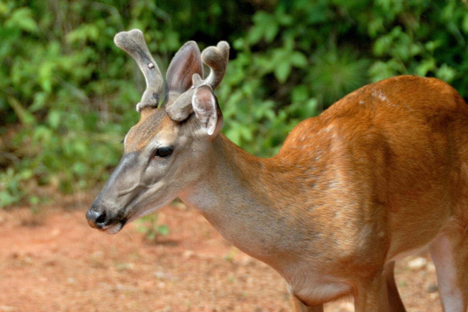 Are Deer Carnivores, Herbivores Or Omnivores? Fauna Facts