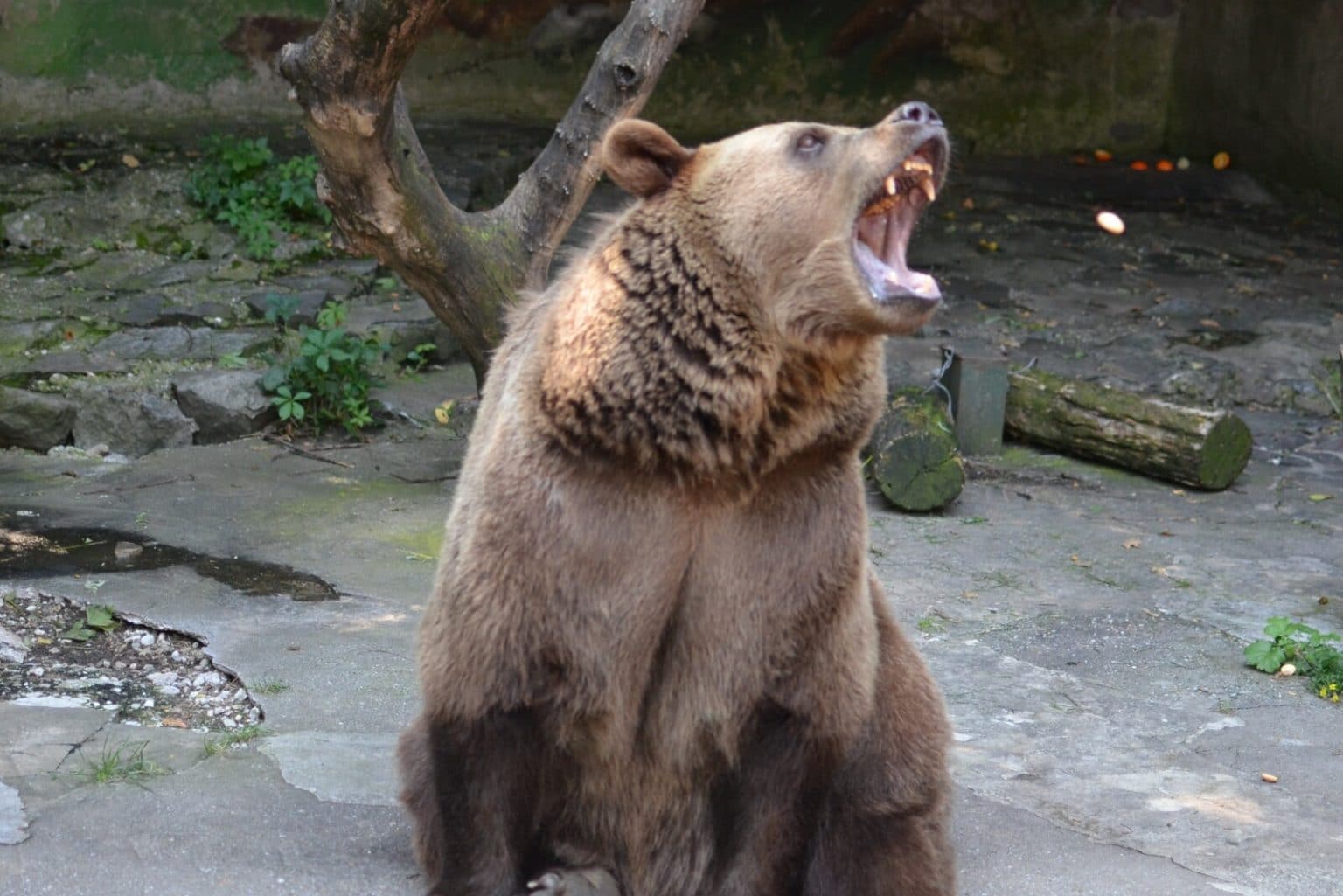 7 Bear Colors What Colors Can Bears Be? (With Pictures) Fauna Facts