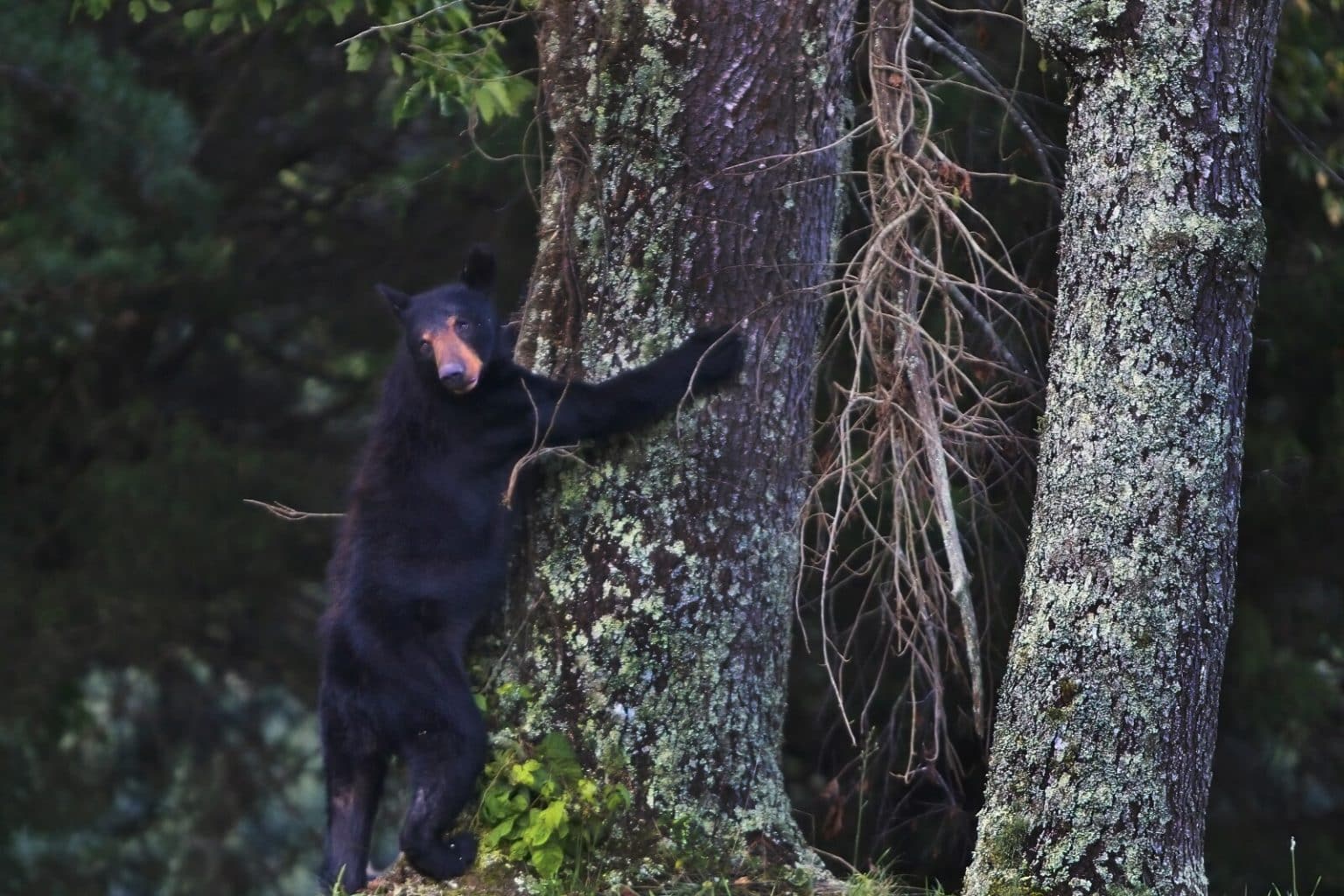 Are There Plants That Deter or Attract Bears? Fauna Facts