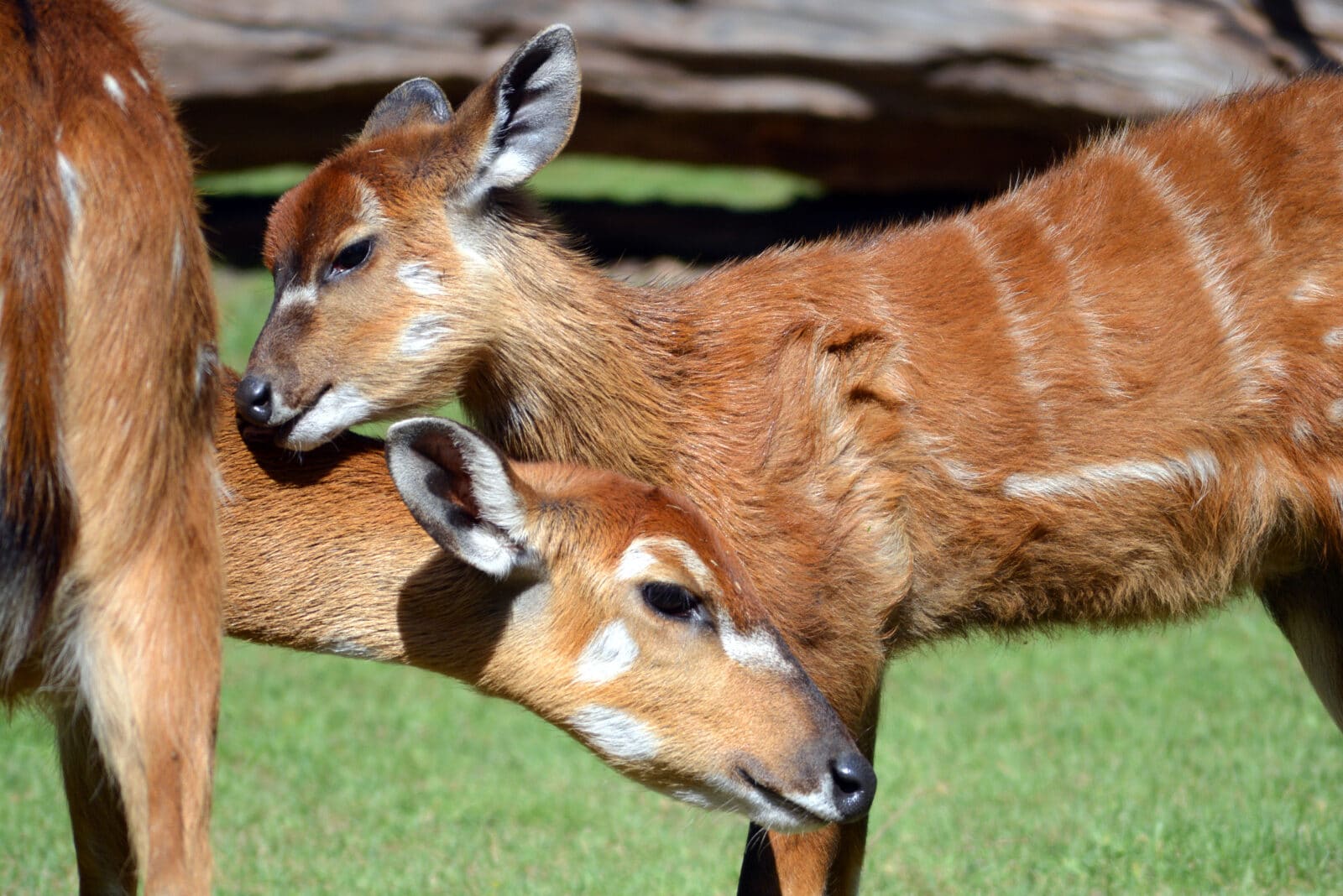 how-often-do-deer-have-babies-deer-breeding-cycle-guide-fauna-facts