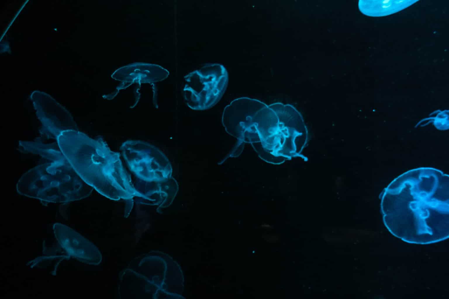 How Long Do Jellyfish Live? (Are They Really Immortal?) Fauna Facts