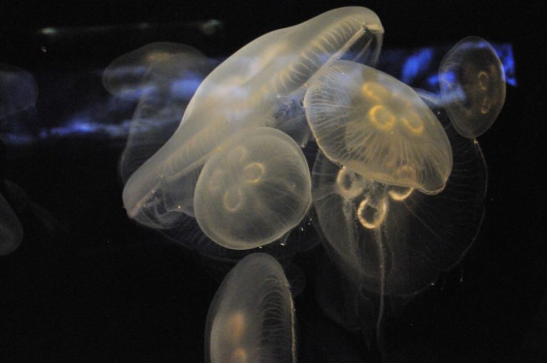 How Long Do Jellyfish Live? (Are They Really Immortal?) Fauna Facts