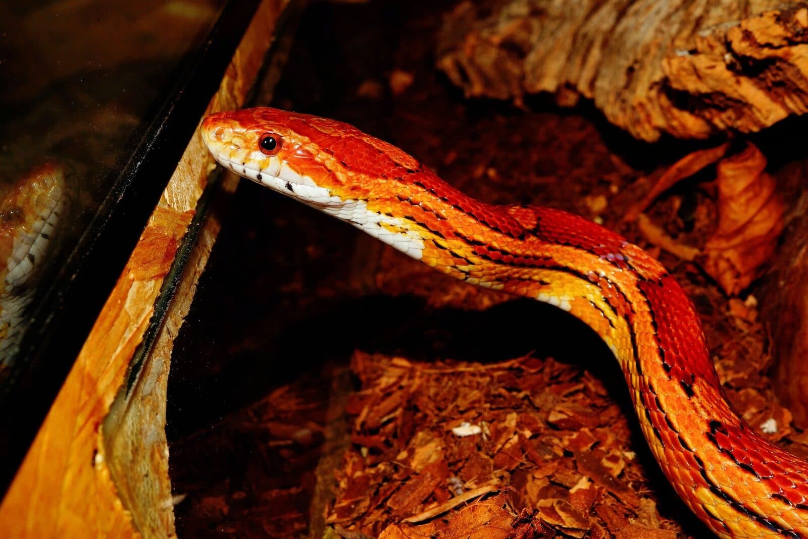 Corn Sakes Vs Rat Snakes (Behavior, Diet, Habitat, Pet Care) Fauna Facts