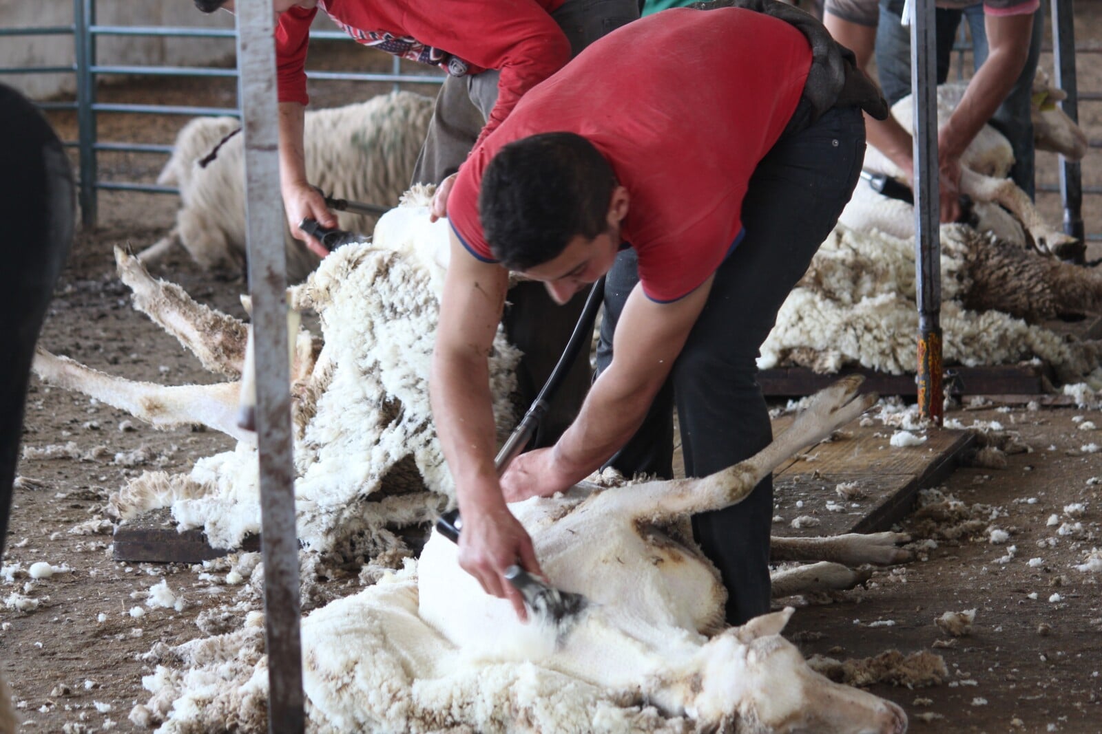 Do Sheep Like Being Sheared? Fauna Facts