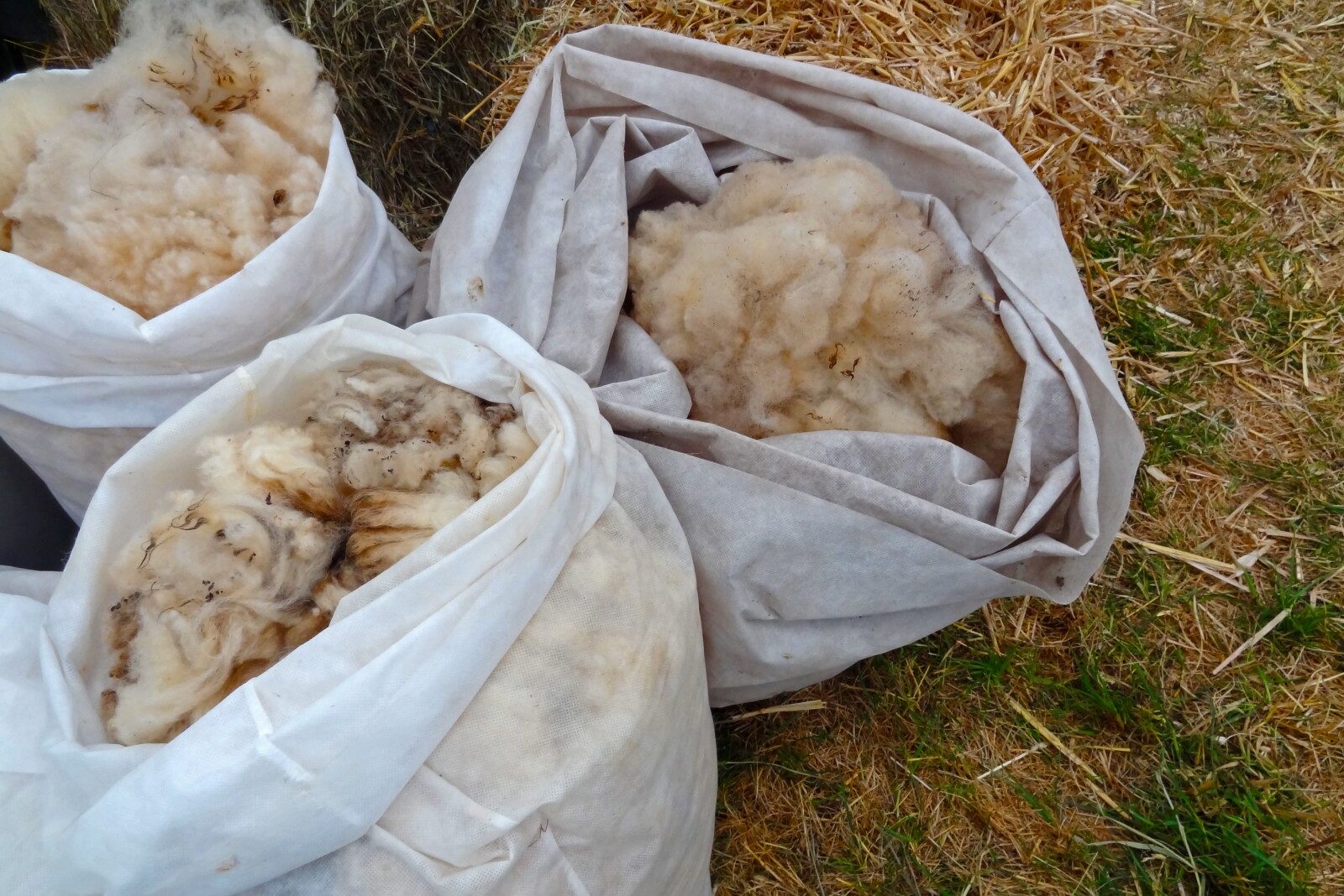 How Much Wool Does a Sheep Produce? Fauna Facts