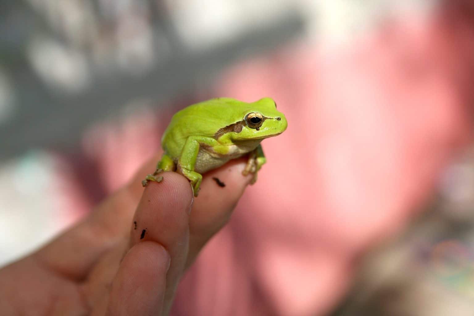 Tree Frog Symbolism and Spiritual Meaning Fauna Facts