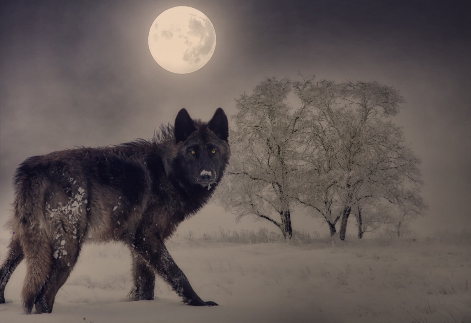 Do Wolves Have Claws? Fauna Facts