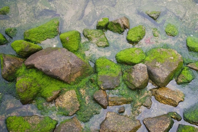 What Eats Algae? (28 Animals with Pictures) Fauna Facts