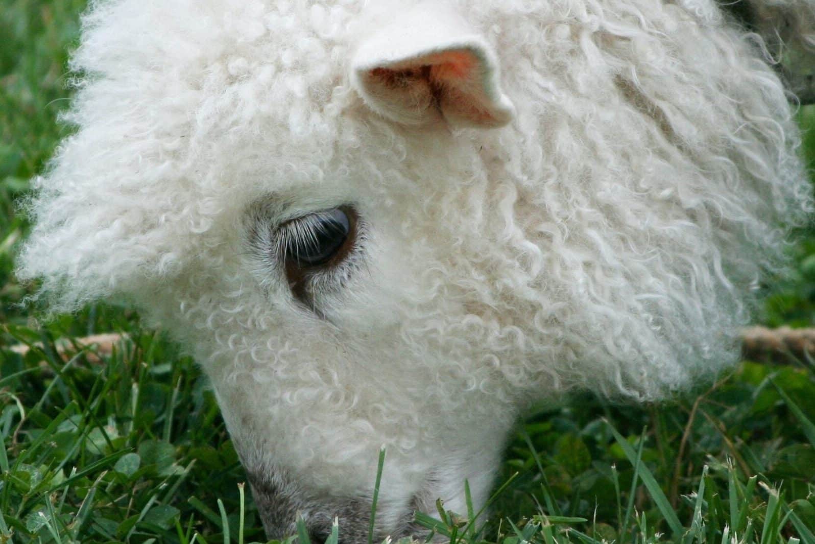 40 Rare Sheep Breeds (A to Z List with Pictures) – Fauna Facts