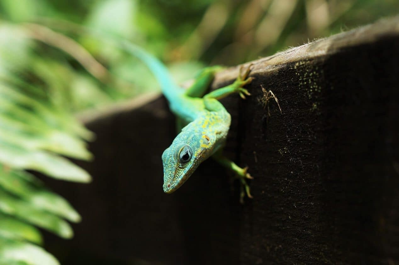 10 Smartest Reptiles (A to Z List with Pictures) Fauna Facts