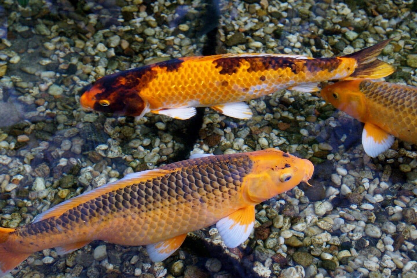 What Eats Algae? (28 Animals with Pictures) Fauna Facts