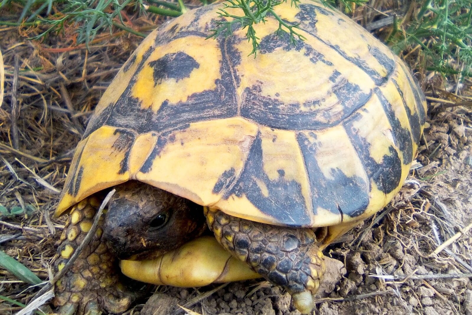 16 Reptiles that Are Herbivores (A to Z List with Pictures) Fauna Facts