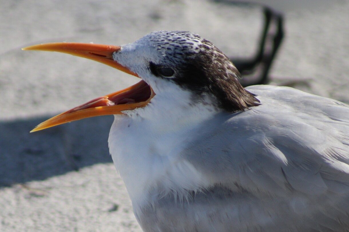 What Eats Penguins? (24 Predators with Pictures) – Fauna Facts