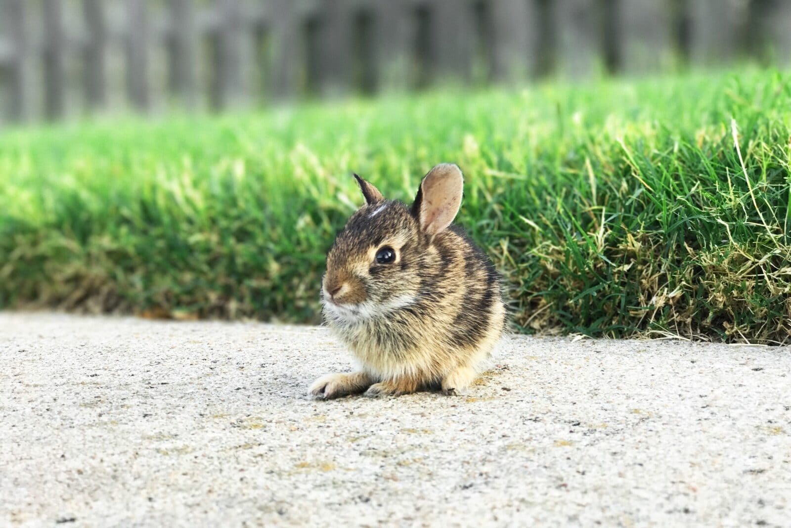 Do Frogs Eat Mice? (4 Types That Do!) Fauna Facts