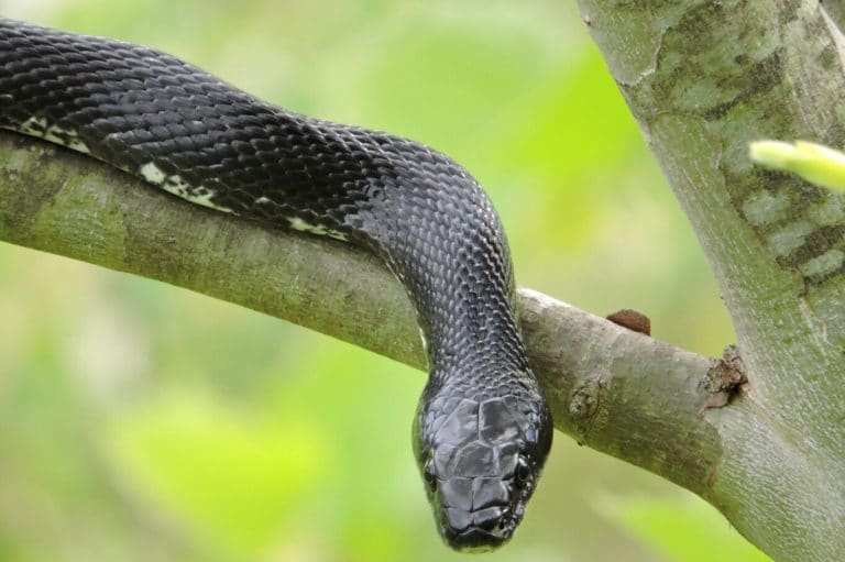 Can Snakes Choke When Eating? Fauna Facts