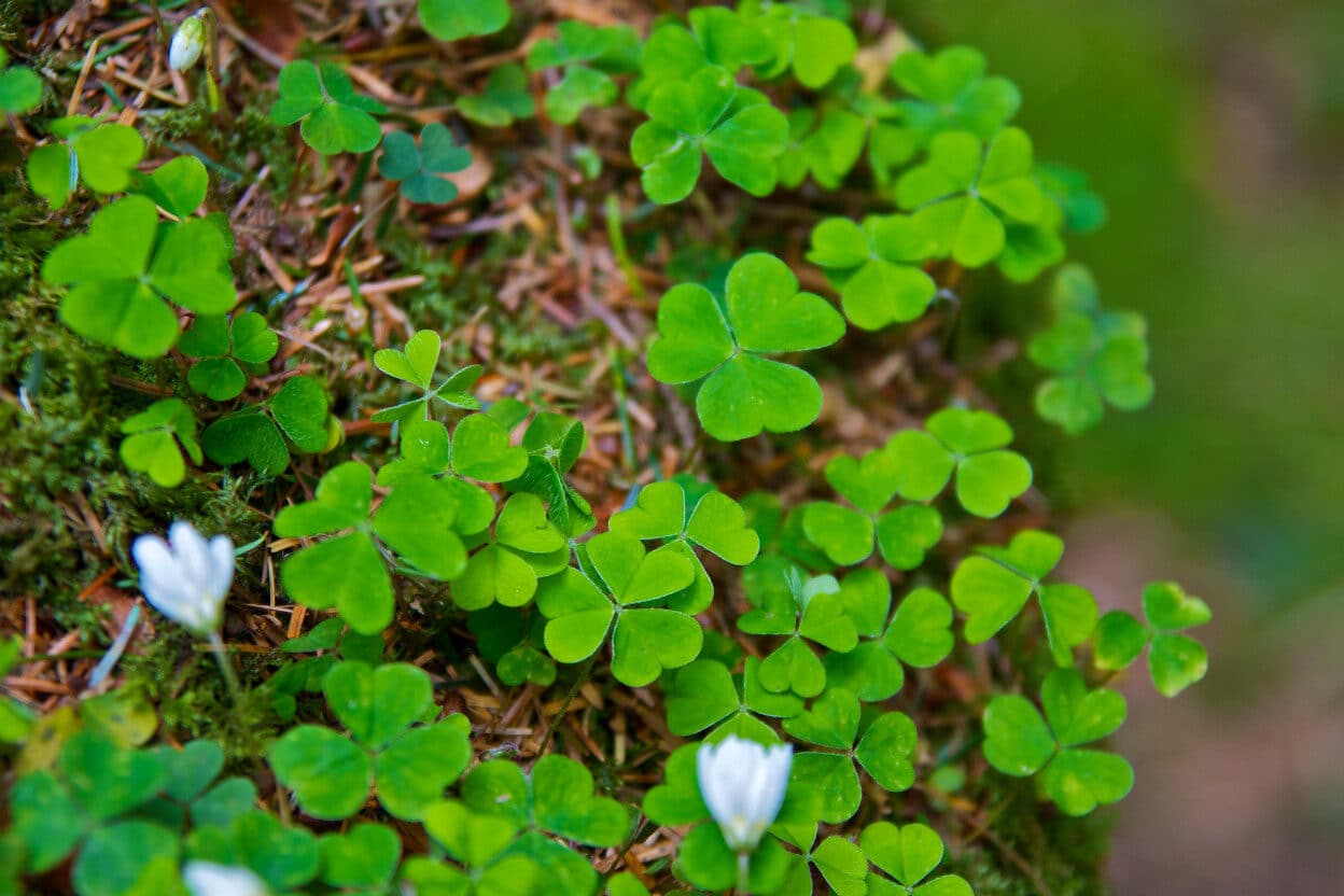 Is Clover Bad For Cows? (Can Cows Eat Clover?) Fauna Facts