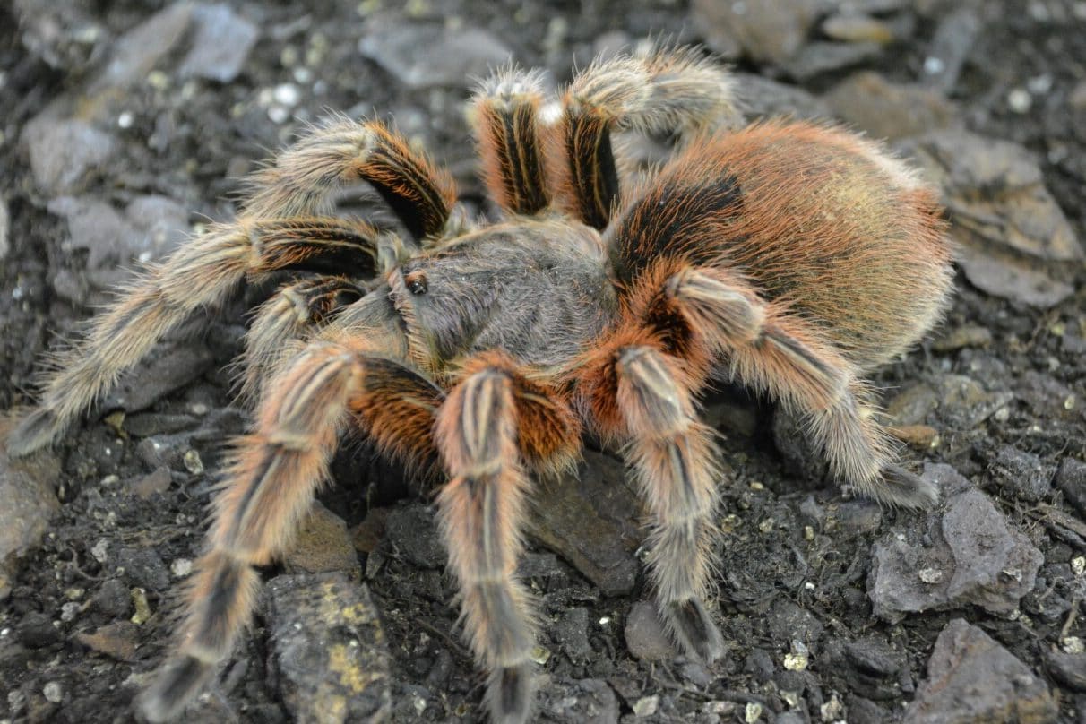 How Do Spiders Have Babies? (Do they have Sex?) Fauna Facts