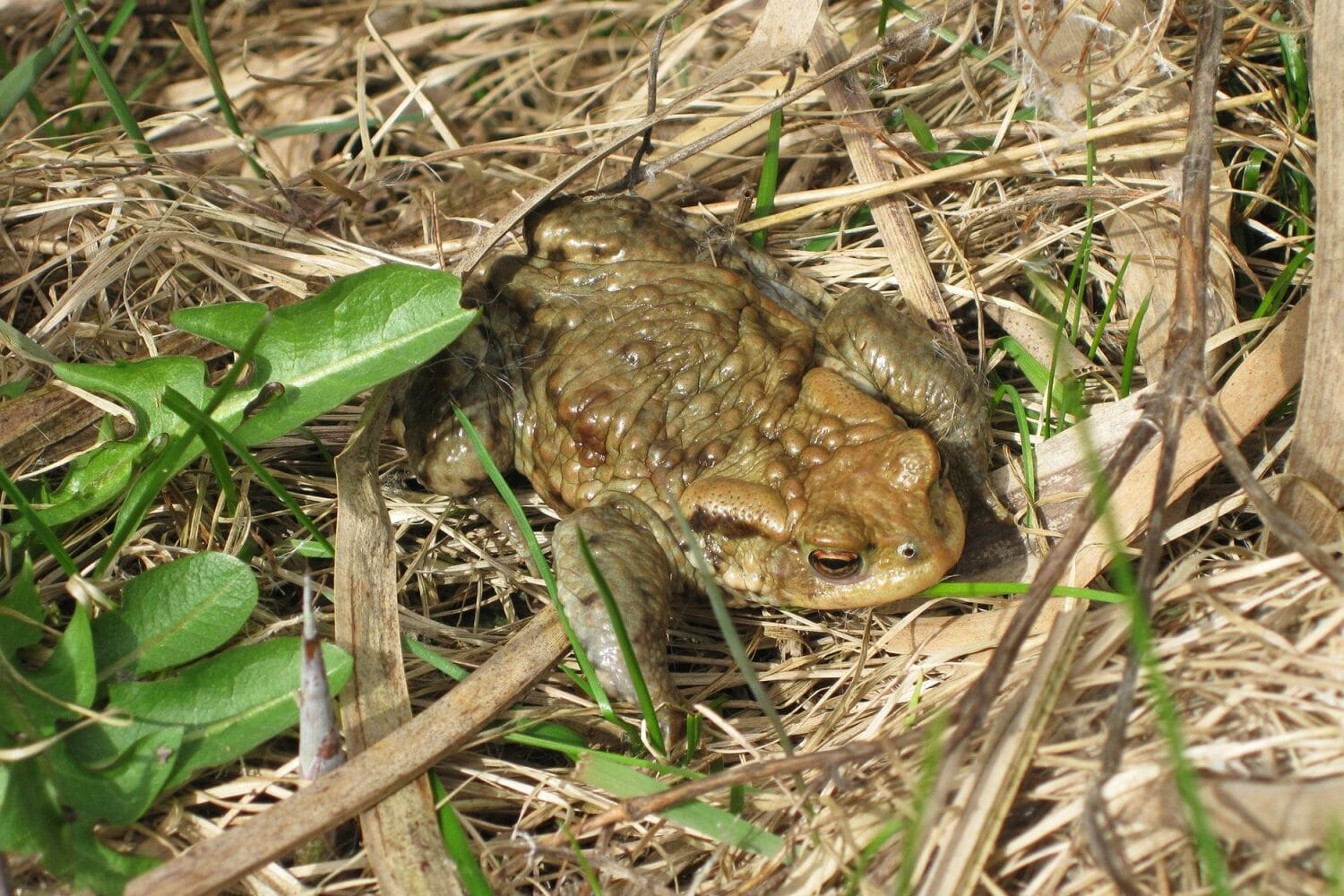 Do Frogs Eat Mice? (4 Types That Do!) Fauna Facts