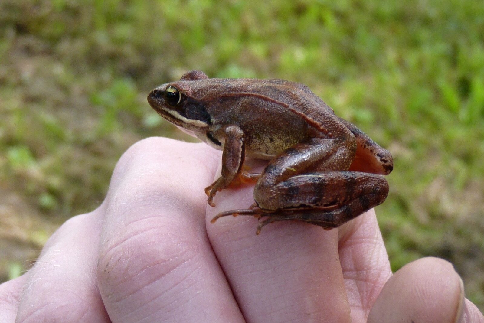10 Frog Adaptations (Evolutionary Secrets!) Fauna Facts
