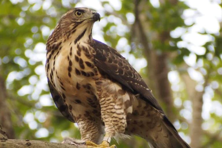 What Animal Eats Eagles? (7 Top Predators) Fauna Facts