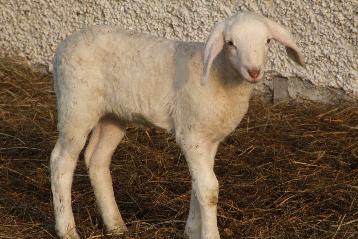 Do Lambs Have Horns Fauna Facts